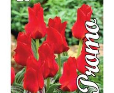 Лале Greigii Red Riding Hood 1оп (20 луковици)